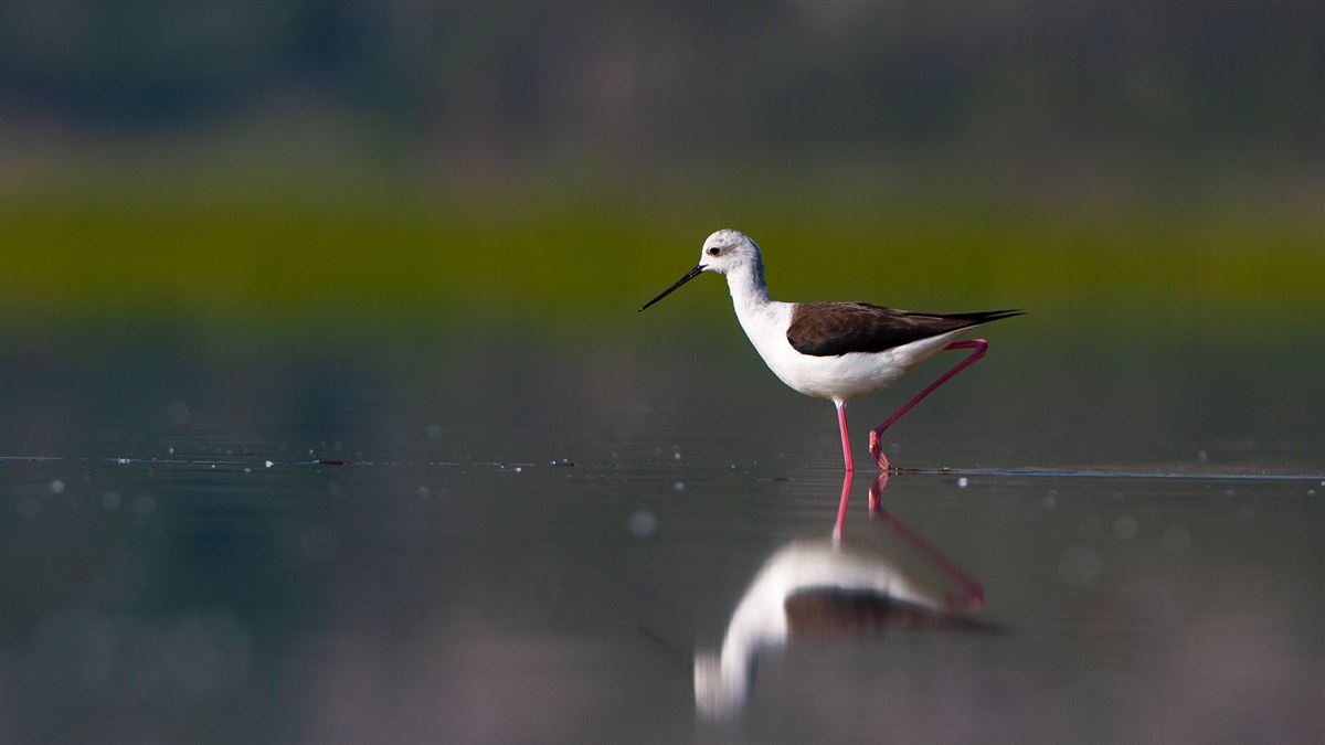 Black-winged Stilt