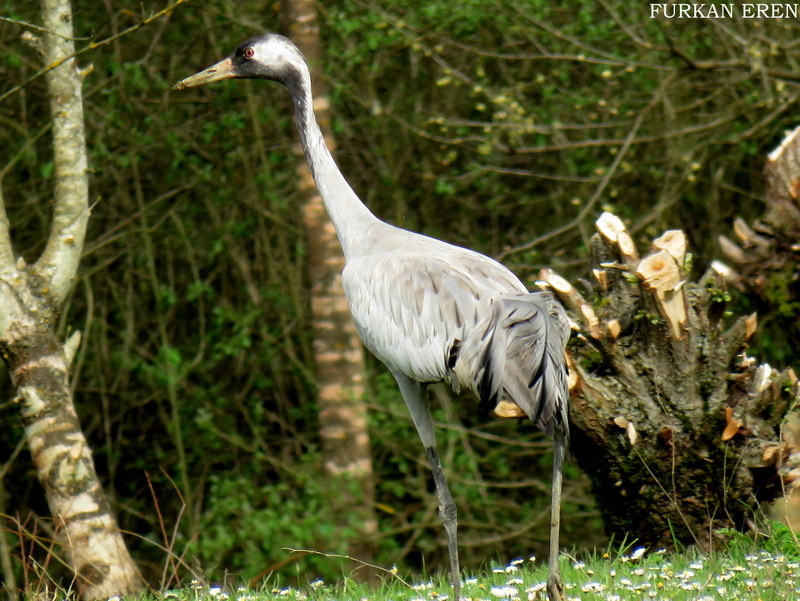 Common Crane