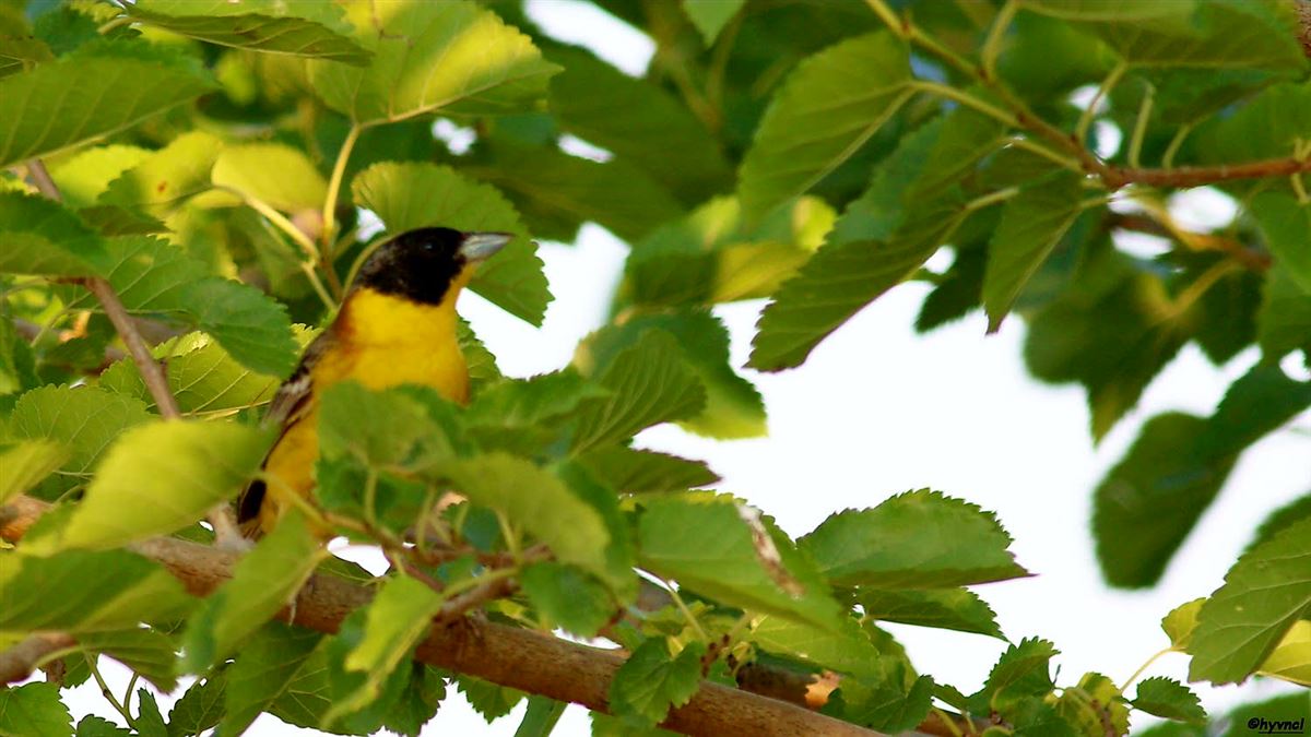 Black-headed Bunting