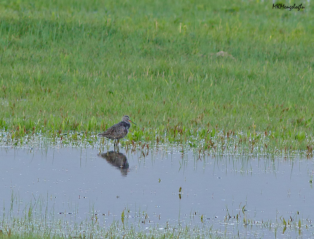 Spotted Redshank