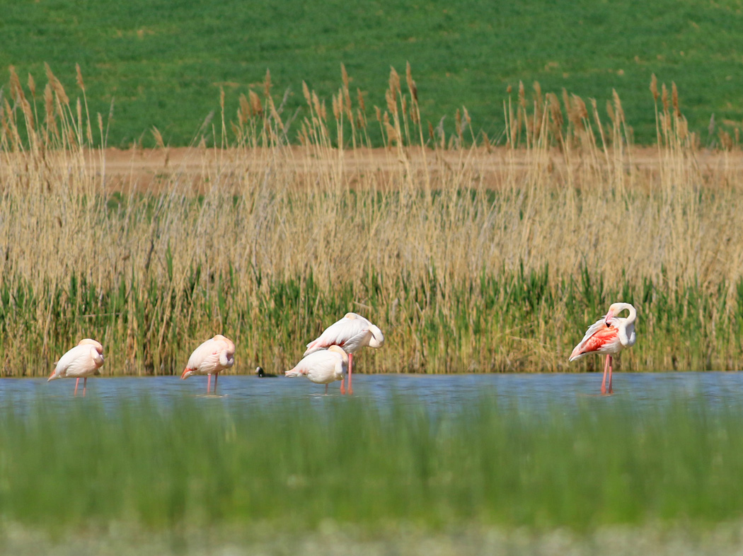 Greater Flamingo
