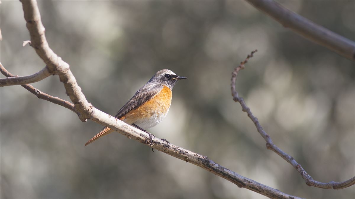 Common Redstart