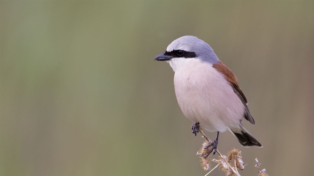 Red-backed Shrike