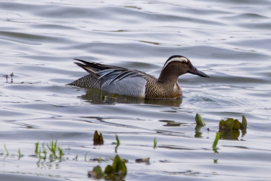 Garganey