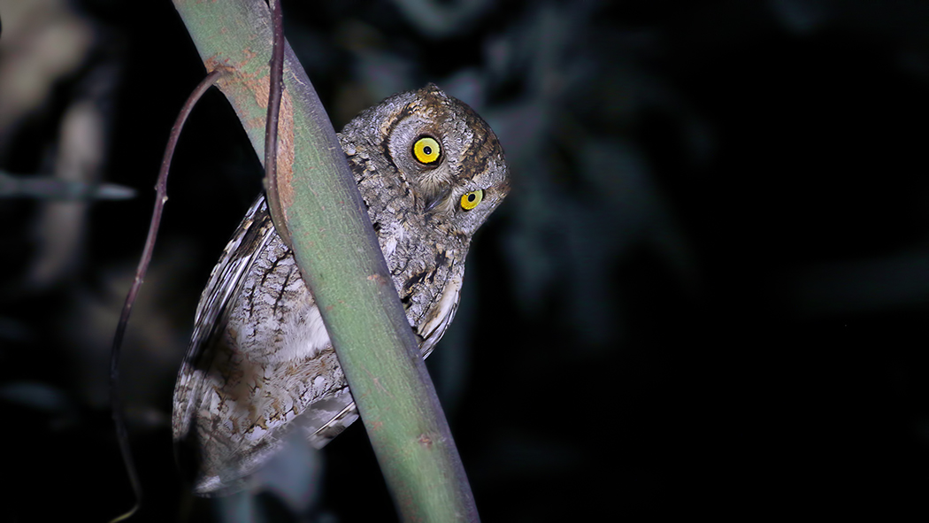 Eurasian Scops Owl