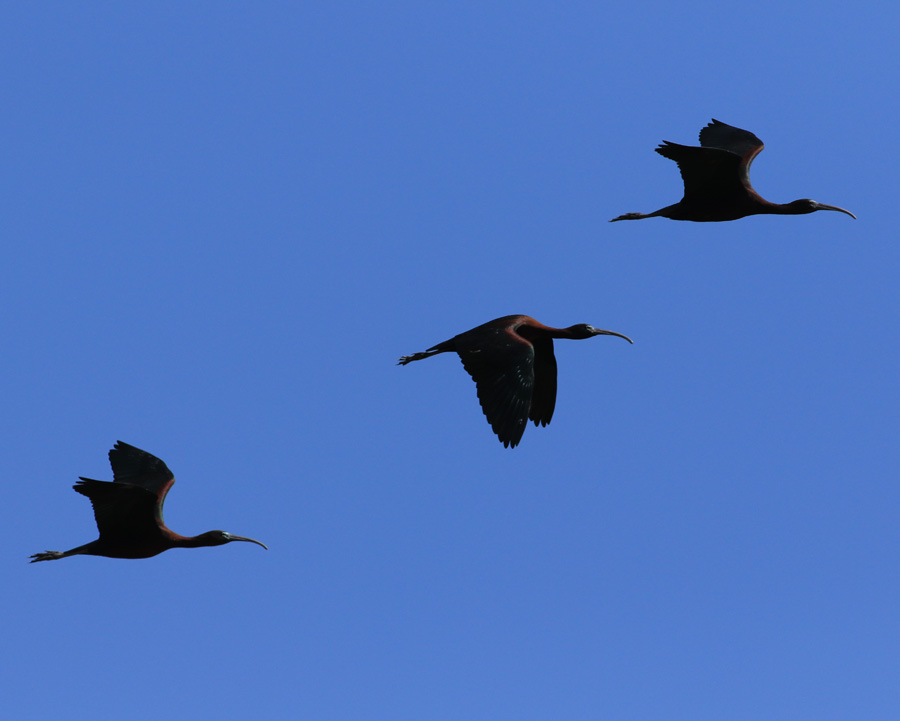 Glossy Ibis