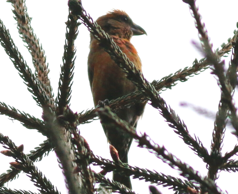 Red Crossbill