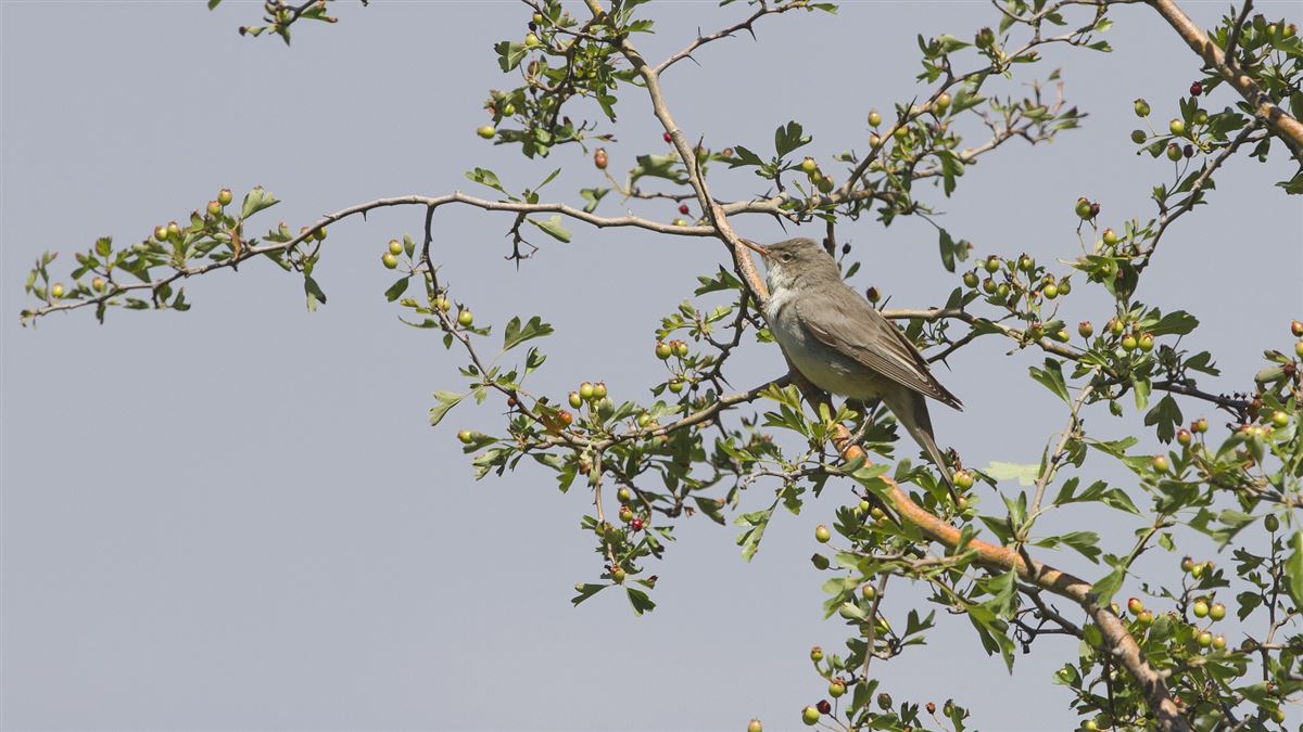 Zeytin Mukallidi
