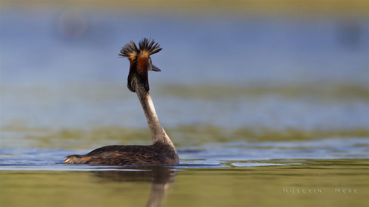 Great Crested Grebe