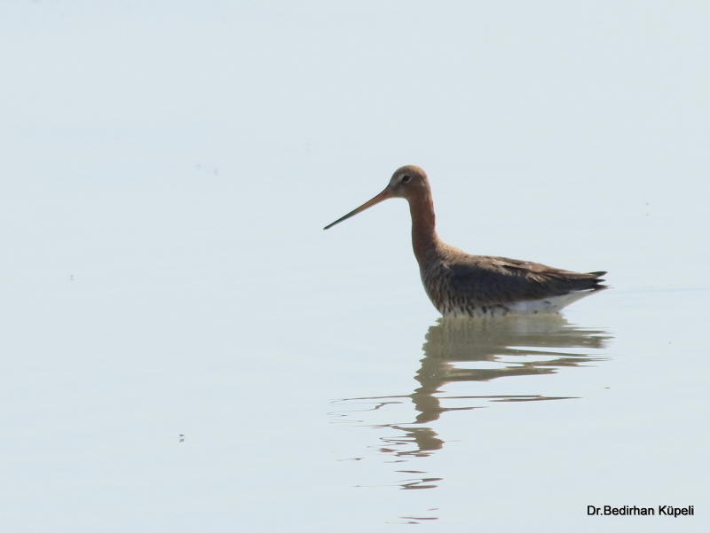 Black-tailed Godwit