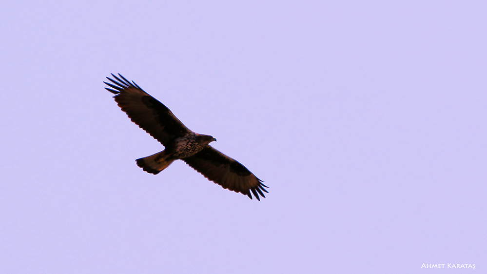 Bonelli`s Eagle