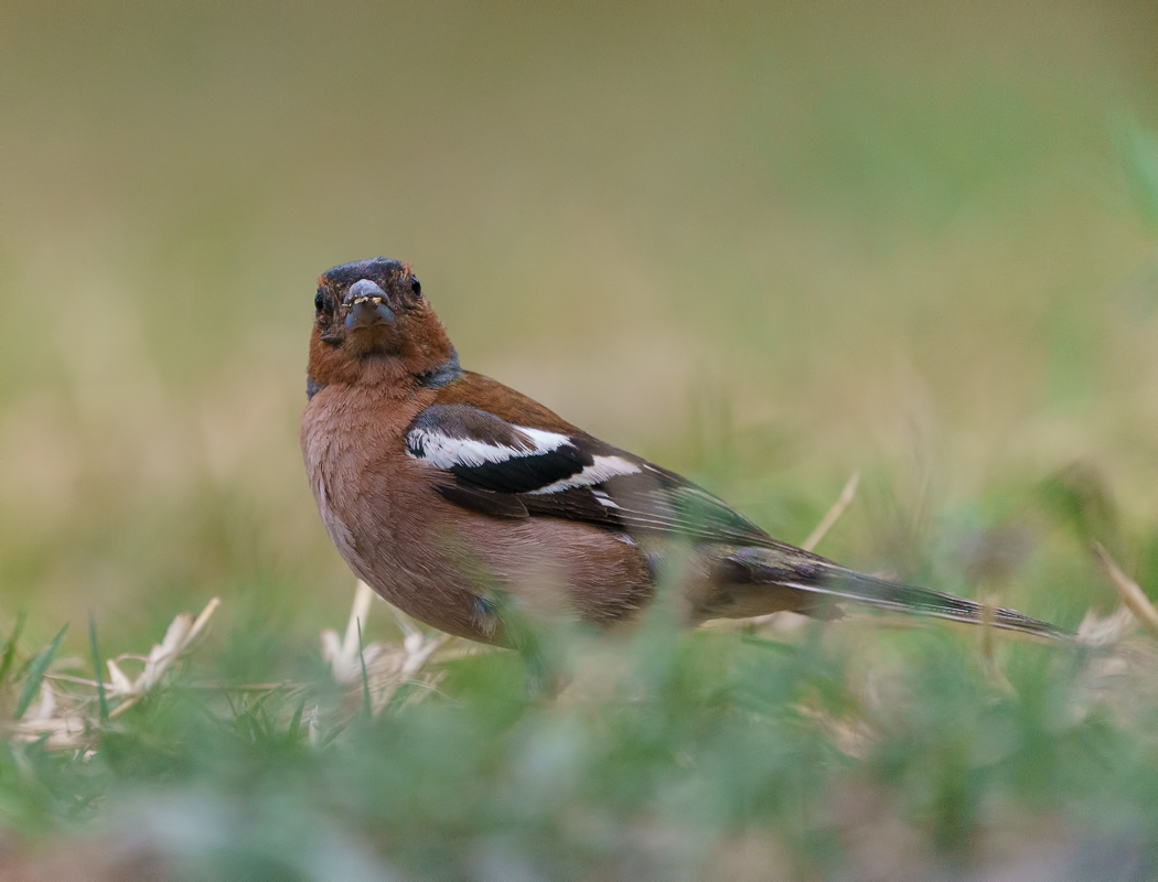 Eurasian Chaffinch