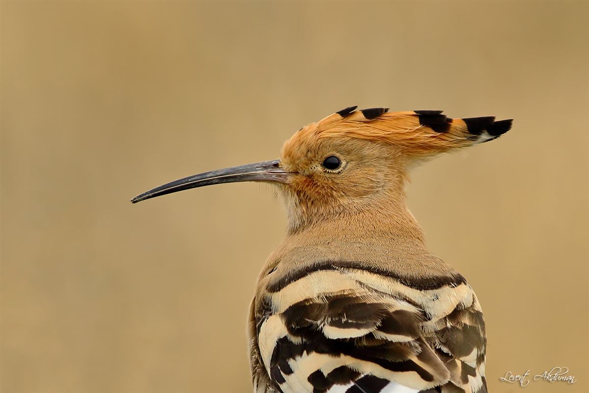 Common Hoopoe