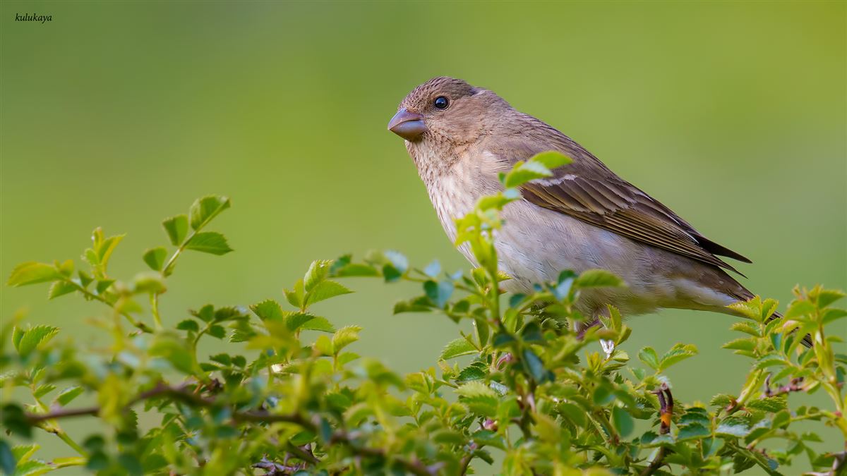 Common Rosefinch