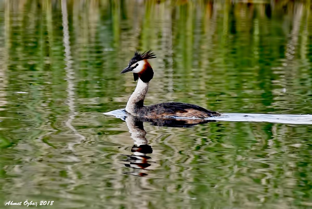 Great Crested Grebe
