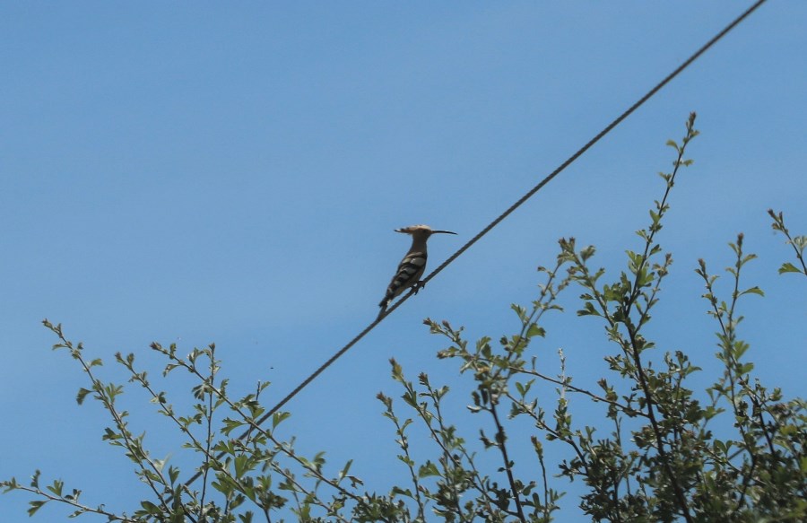 Common Hoopoe