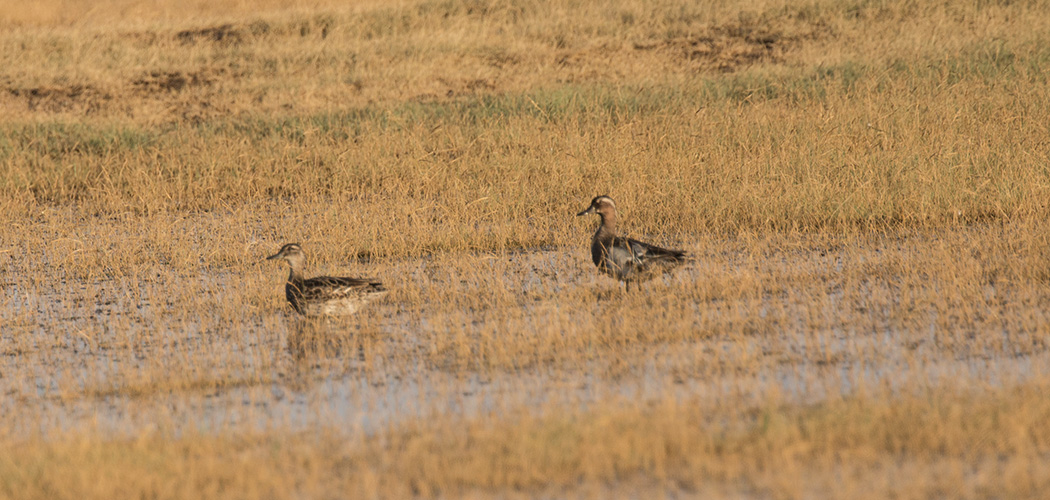 Garganey