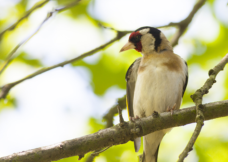 European Goldfinch