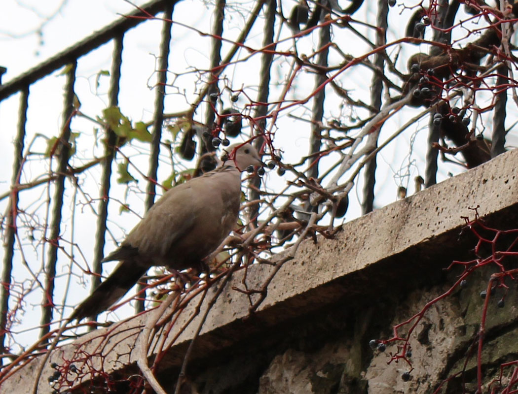 Eurasian Collared Dove