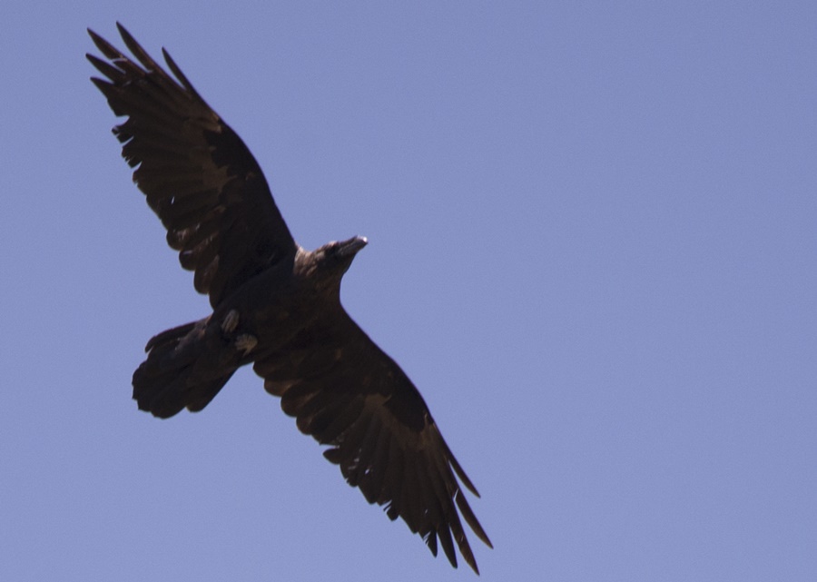 Northern Raven