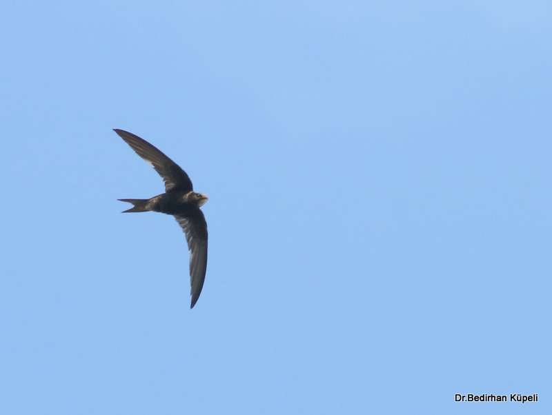 Common Swift