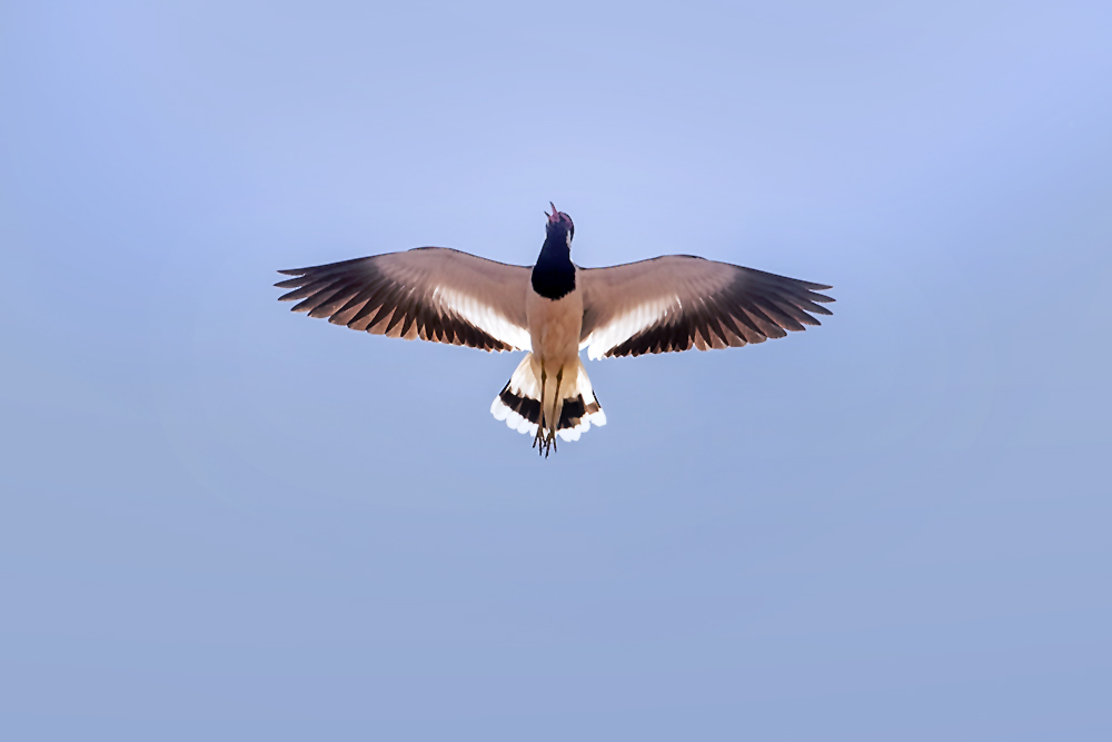 Red-wattled Lapwing