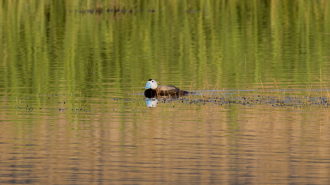 White-headed Duck