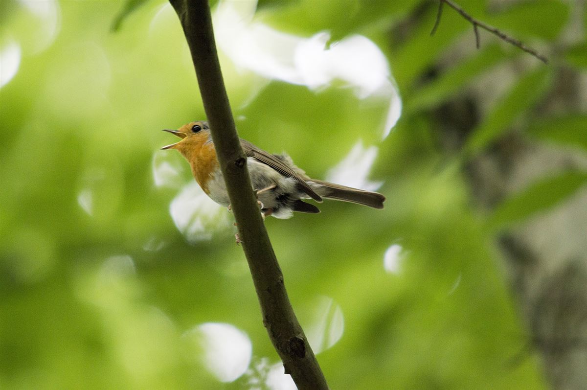 European Robin
