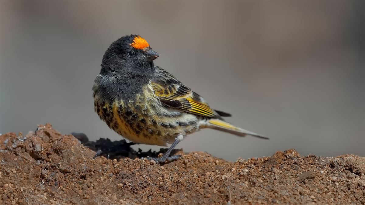 Red-fronted Serin