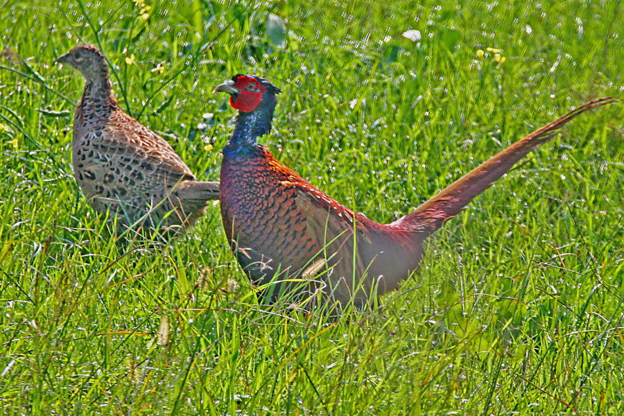 Common Pheasant