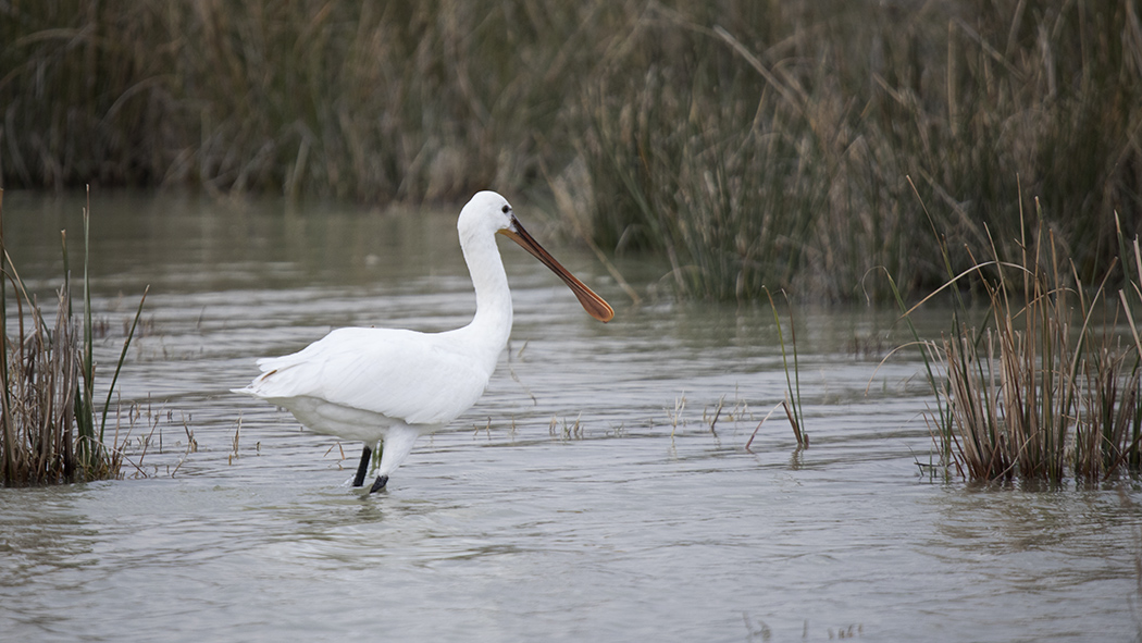 Eurasian Spoonbill