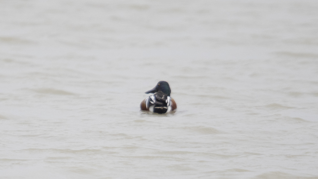 Northern Shoveler