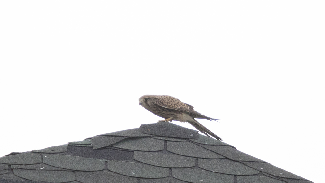 Common Kestrel