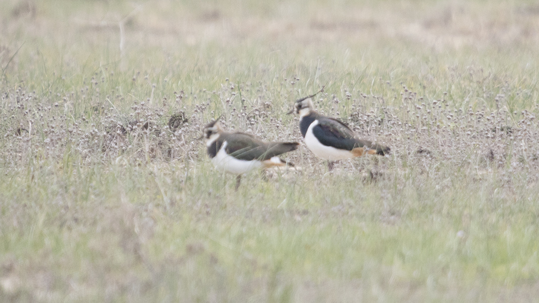 Northern Lapwing