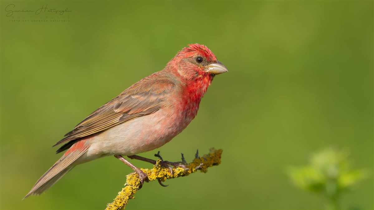 Common Rosefinch
