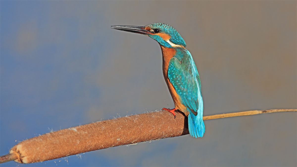 Common Kingfisher