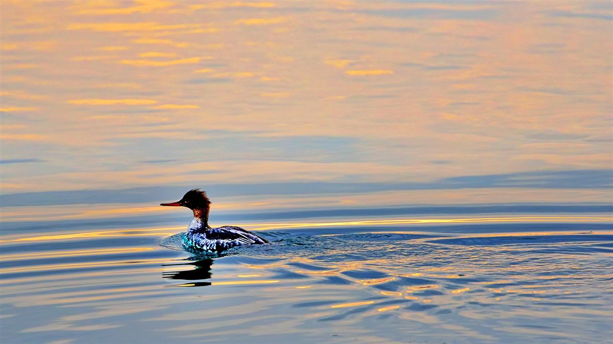 Red-breasted Merganser