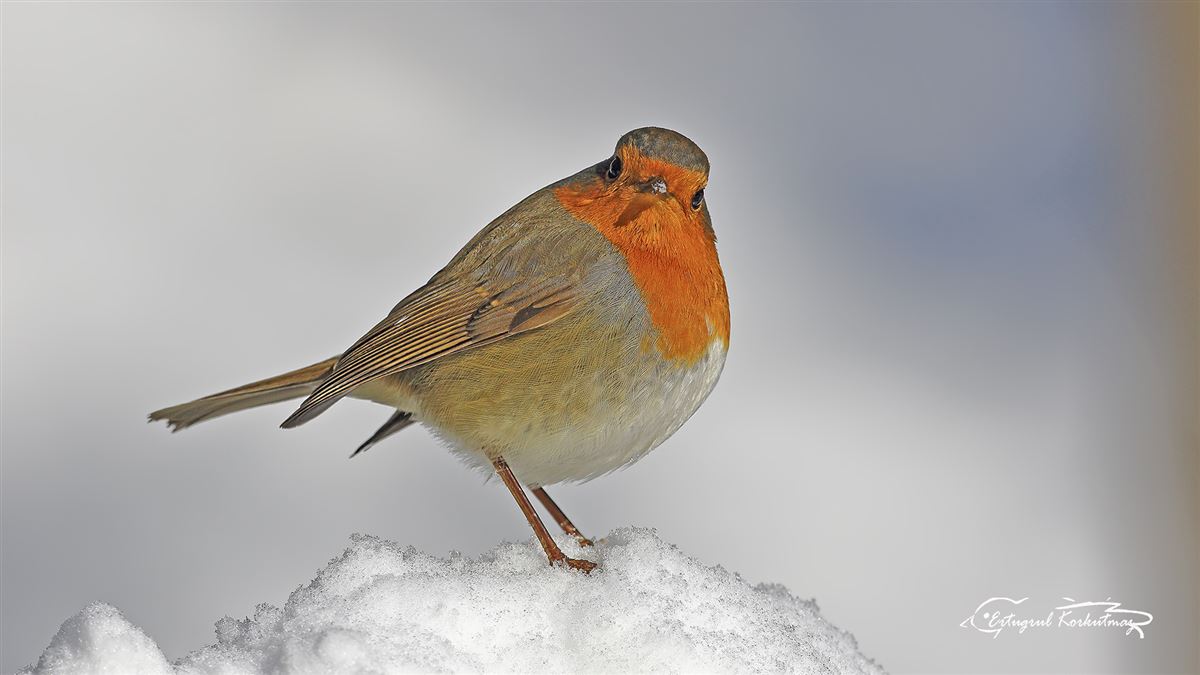 European Robin