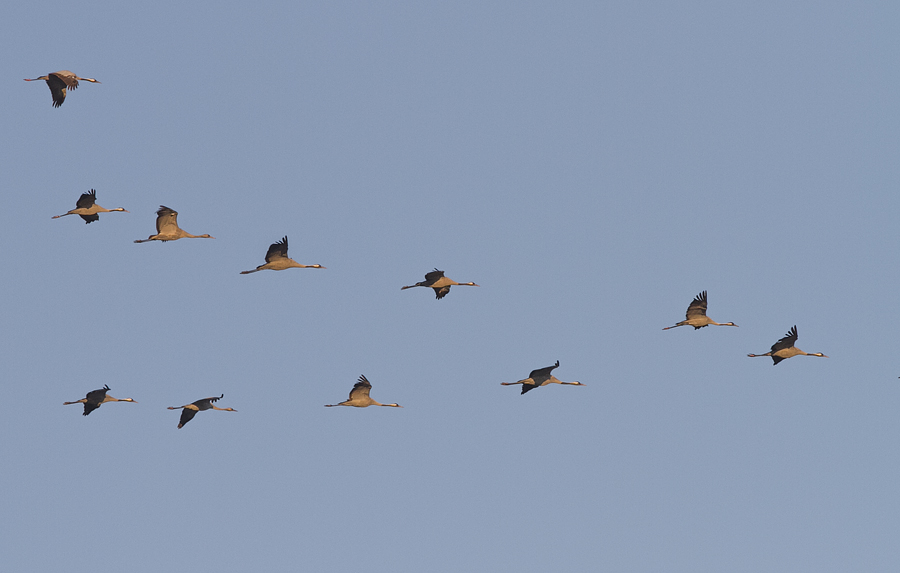 Common Crane