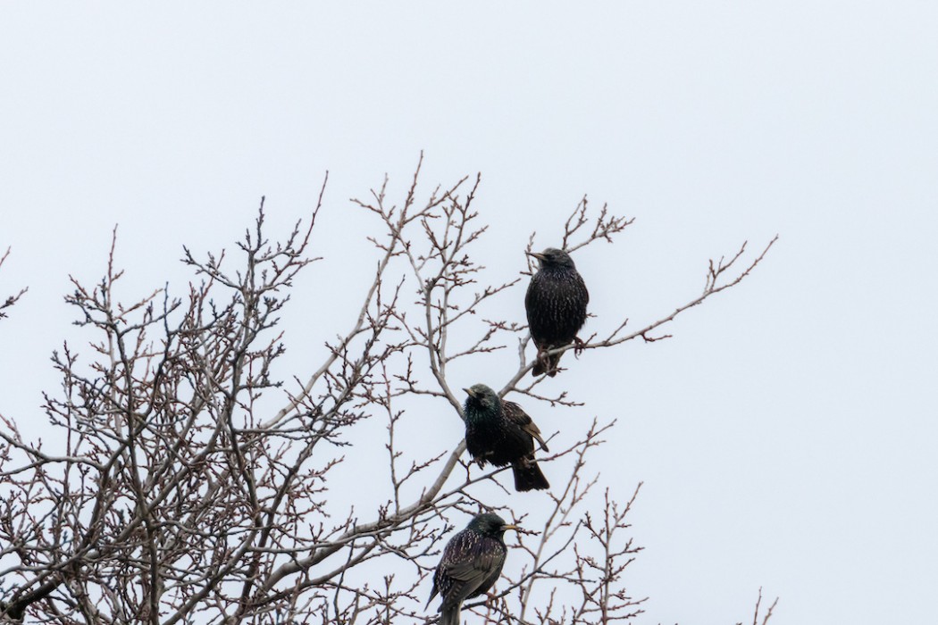 Common Starling