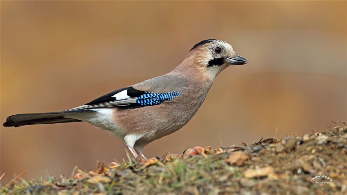 Eurasian Jay