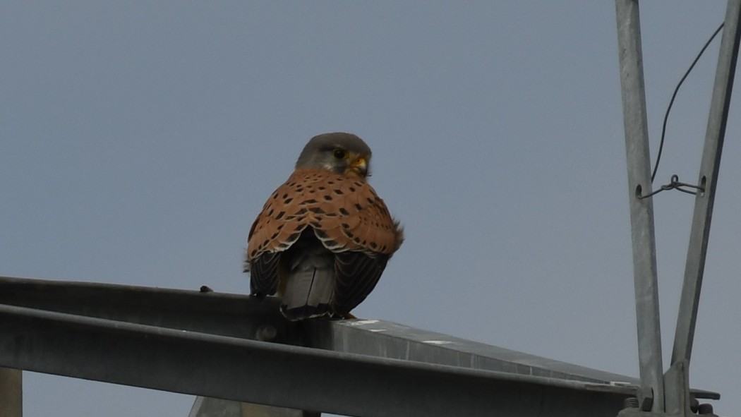 Common Kestrel