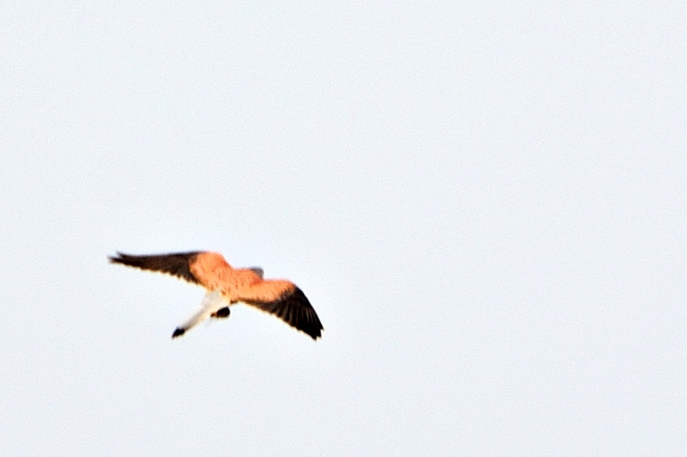 Common Kestrel