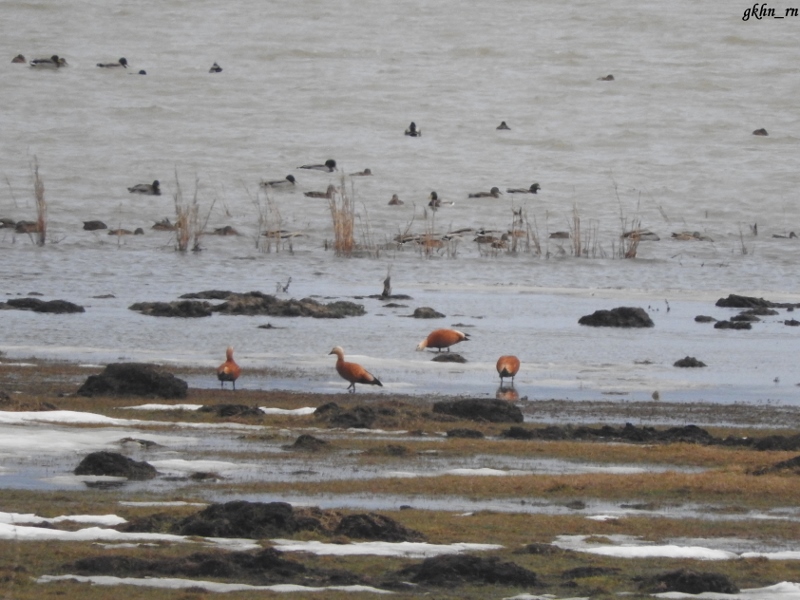 Ruddy Shelduck