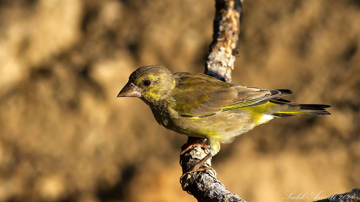 European Greenfinch