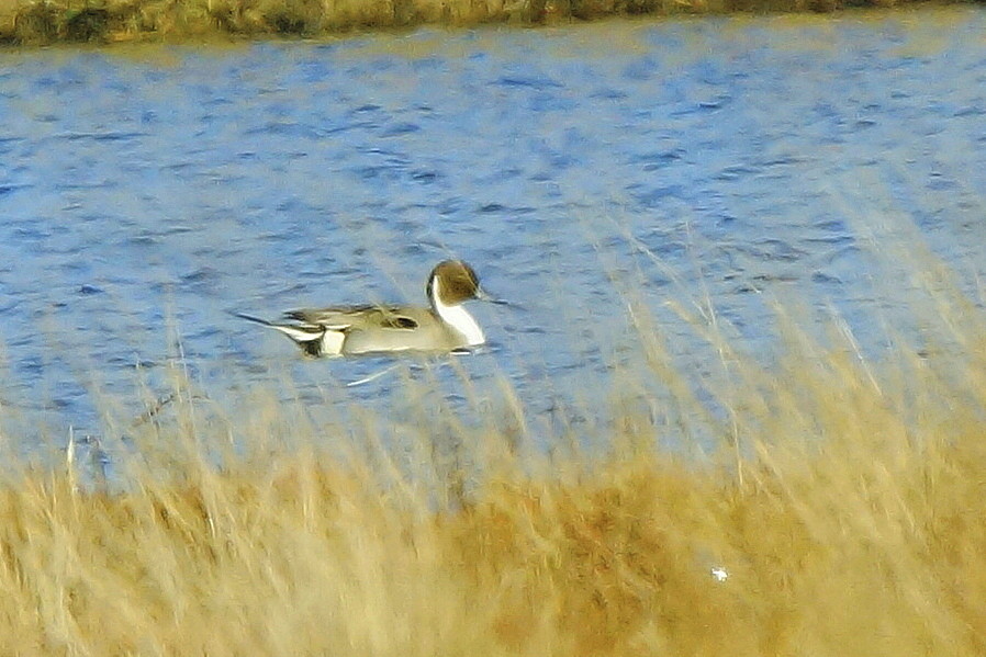 Northern Pintail