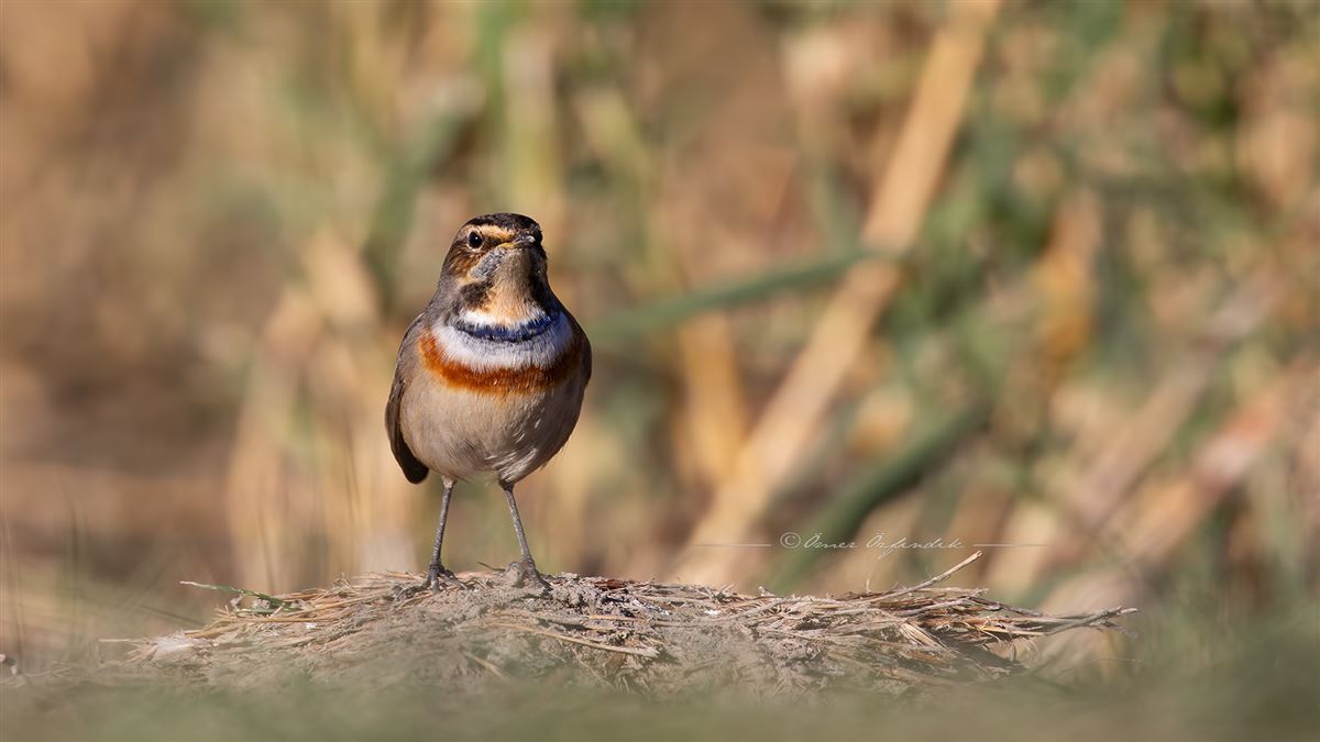 Bluethroat