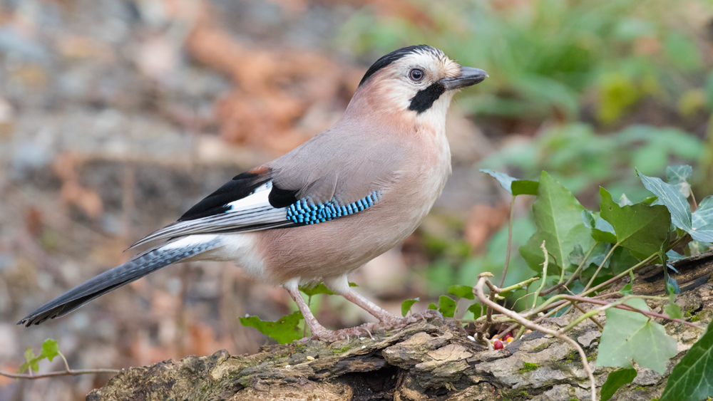 Eurasian Jay