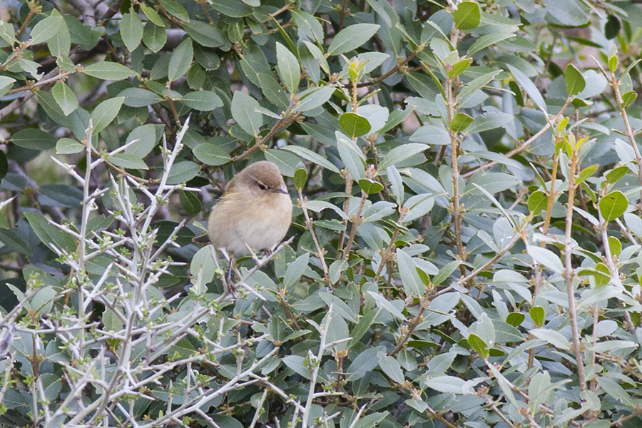 Common Chiffchaff