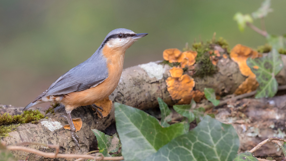 Eurasian Nuthatch